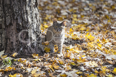 Three kittens