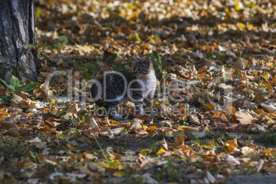 Three kittens