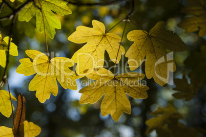 Beautiful Colorful Autumn