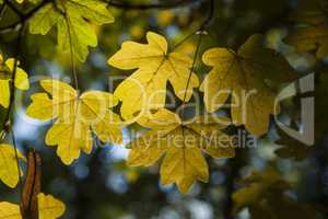 Beautiful Colorful Autumn