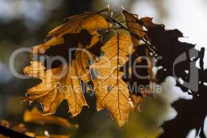 Beautiful Colorful Autumn