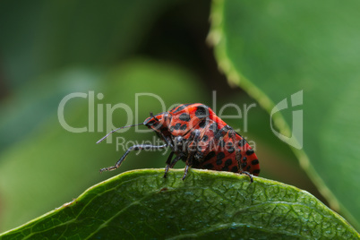 Ministrel or Italian Striped-Bug (Graphosoma lineatum)