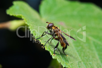 Fly (Trichopoda pennipes)