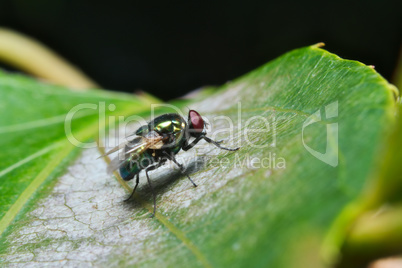 Green cluster fly