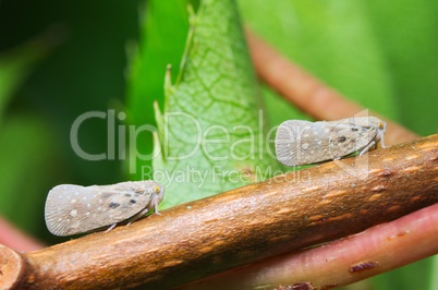 Planthopper (Metcalfa pruinosa)