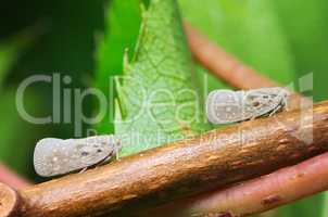 Planthopper (Metcalfa pruinosa)