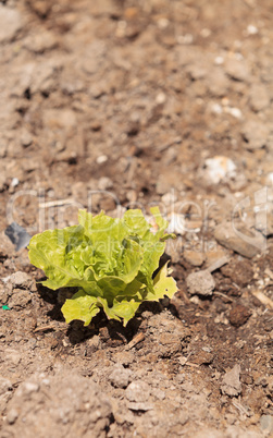 Butter lettuce grows on an organic farm