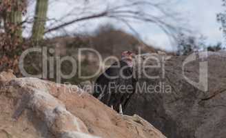 California condor, Gymnogyps californianus