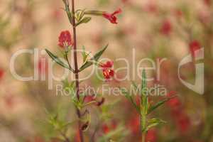 Pink red California fuchsia Epilobium canum