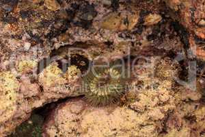 California sea anemone, Anthopleura elegantissima