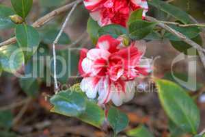 Tricolor ‘Marquis de Montcalm’ Camellia japonica red and white flower
