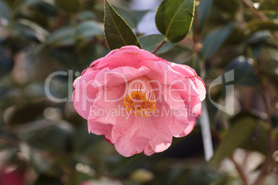 Camellia japonica pink flower