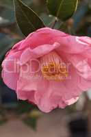Camellia japonica pink flower