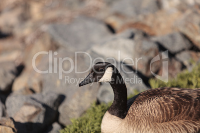 Canadian goose, Branta canadensis maxima
