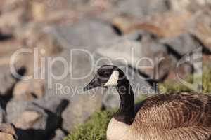 Canadian goose, Branta canadensis maxima