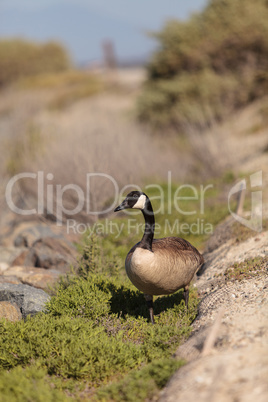 Canadian goose, Branta canadensis maxima