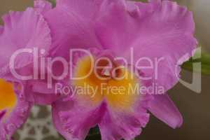 Cattleya orchid flower