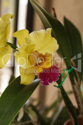 Cattleya orchid flower