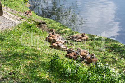Entenfamilie am Ufer