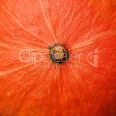 Closeup texture of a hokkaido pumpkin