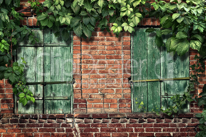 climbing plant on the old brick wall with windows