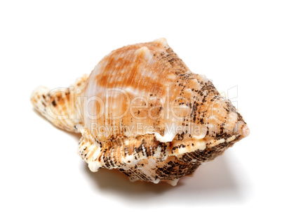 Shell of Bursa bubo