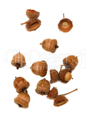 Autumn acorns on white