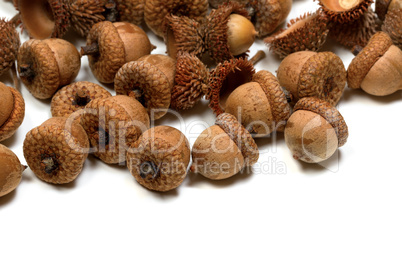 Autumn acorns on white background