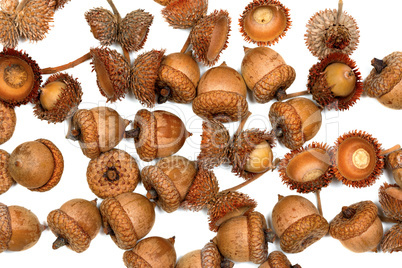 Autumn acorns on white background Autumn acorns on white background