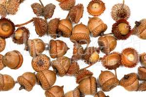 Autumn acorns on white background