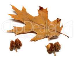 Autumn dried leaf of oak and acorns