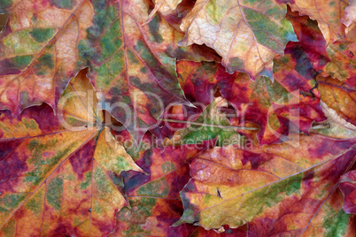 Autumn maple-leafs background