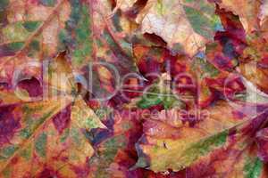 Autumn maple-leafs background