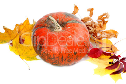 Red ripe pumpkin with autumn leaves