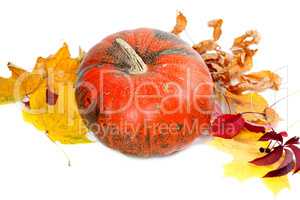 Red ripe pumpkin with autumn leaves