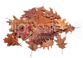 Autumn dried leafs of oak