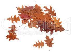 Autumn dried leafs of oak