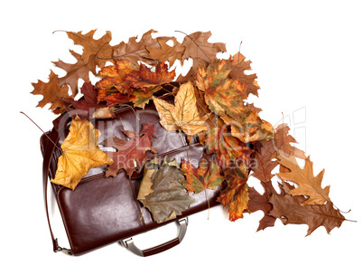 Brown leather briefcase and autumn dry leaves