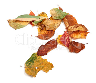 Multicolor autumn dry leafs