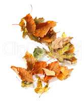 Autumn dried leafs on white background