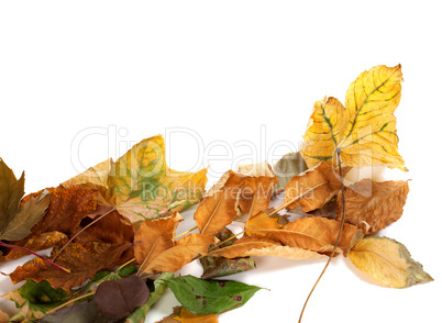 Autumnal dried leafs