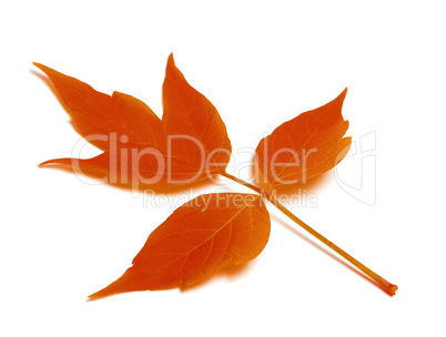 Red autumn leaf