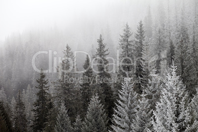 Frozen winter forest in the fog