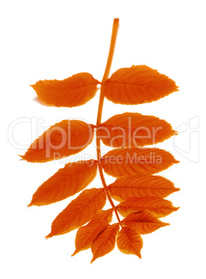 Autumn rowan leaves on white