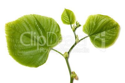 Spring tilia leafs on white background