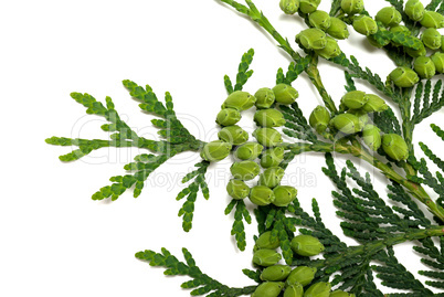 Twig of thuja with green cones on white background