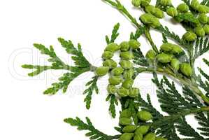Twig of thuja with green cones on white background