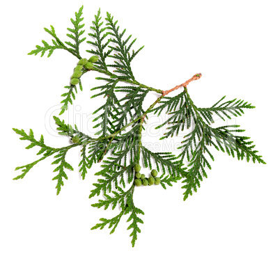 Twig of thuja with green cones