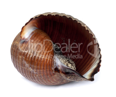 Very large live sea snail (Tonna galea or giant tun)
