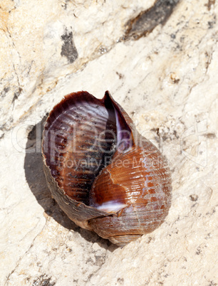 Sea snail (Tonna galea) on rock